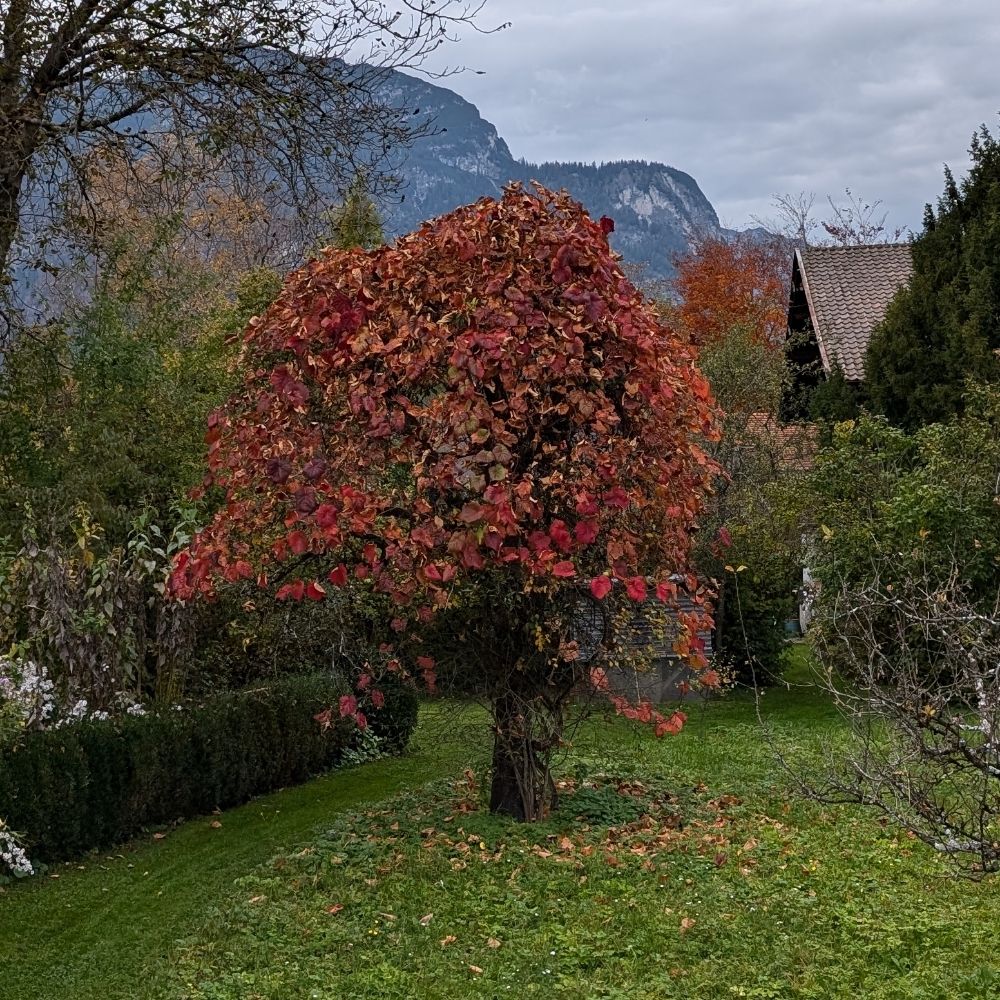 vernalterror