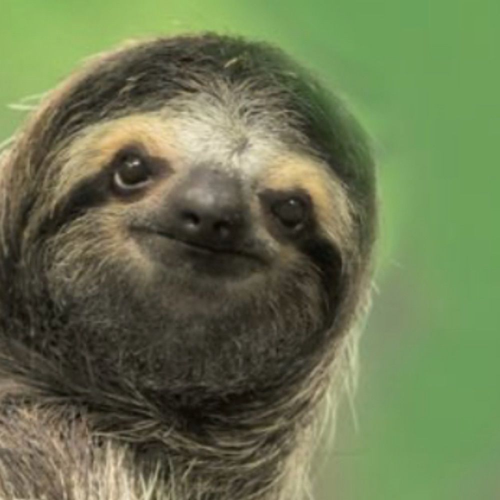 Sloth🦥