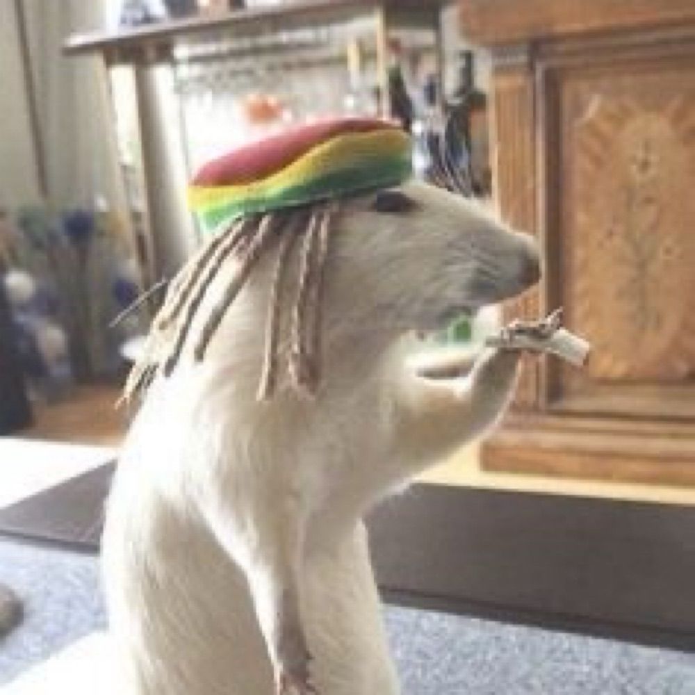 maconhão