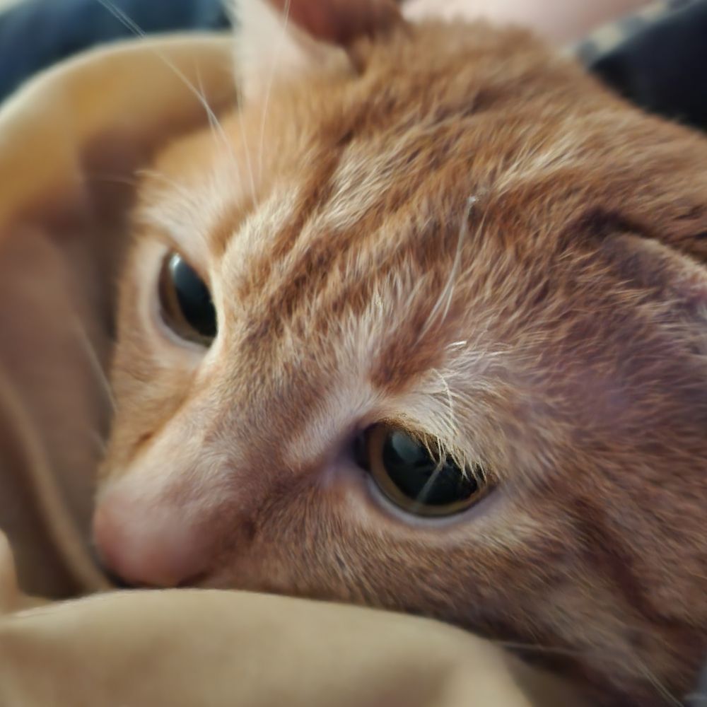Alabaster Cat