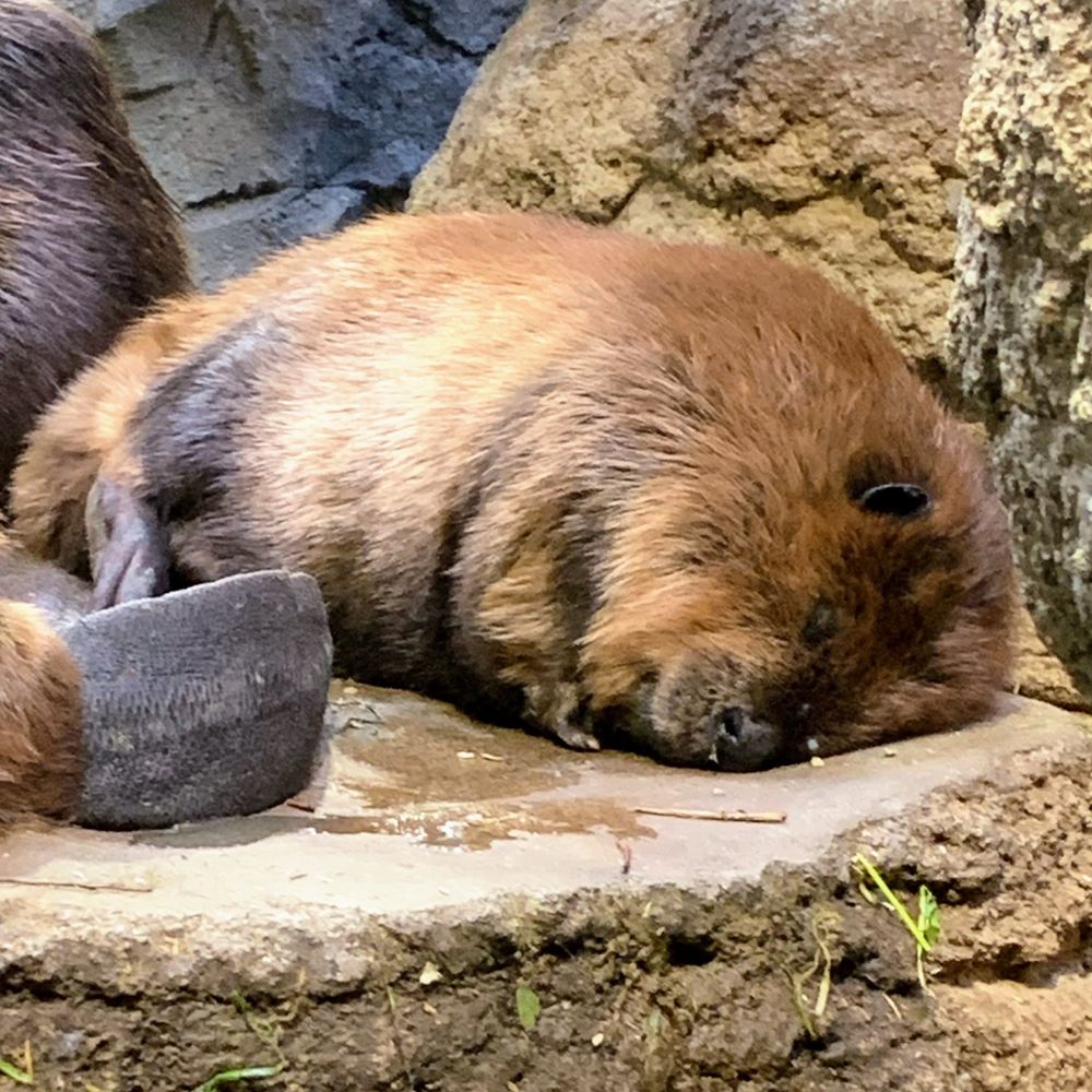 ネヂハ