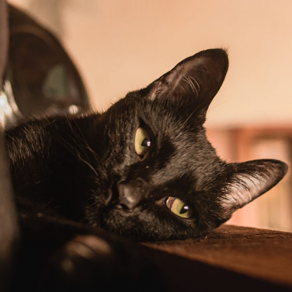 Cansadita