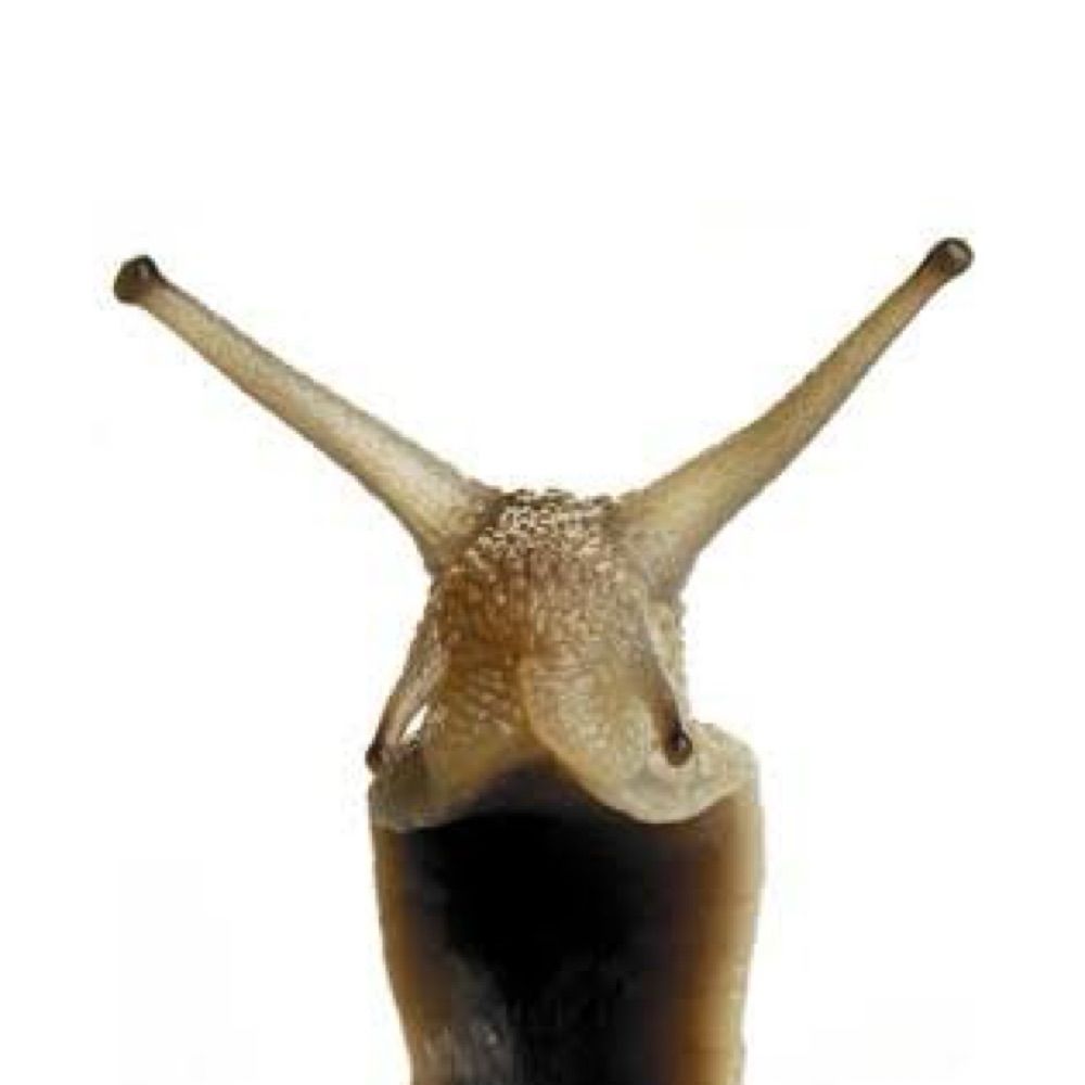 snail