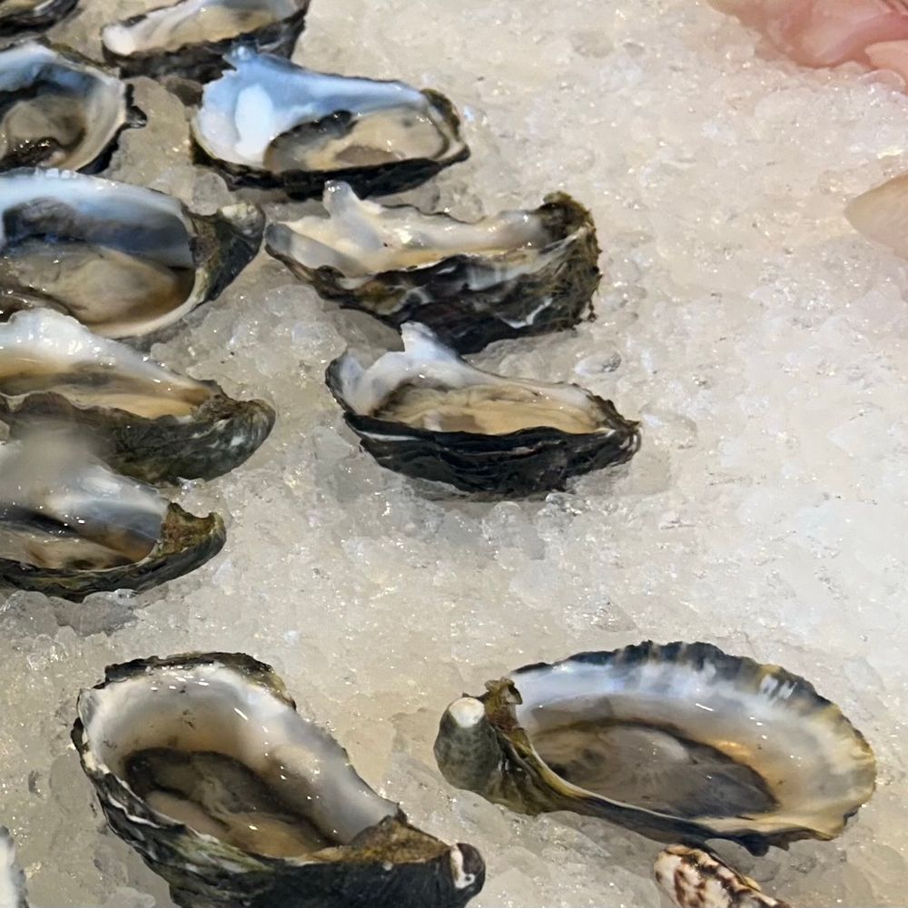 Oysters