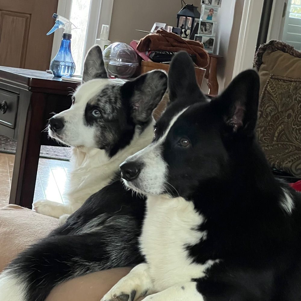 Logan & Calan the Cardigan Corgis