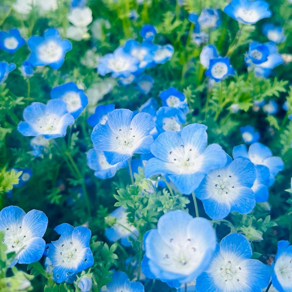 くぅ。