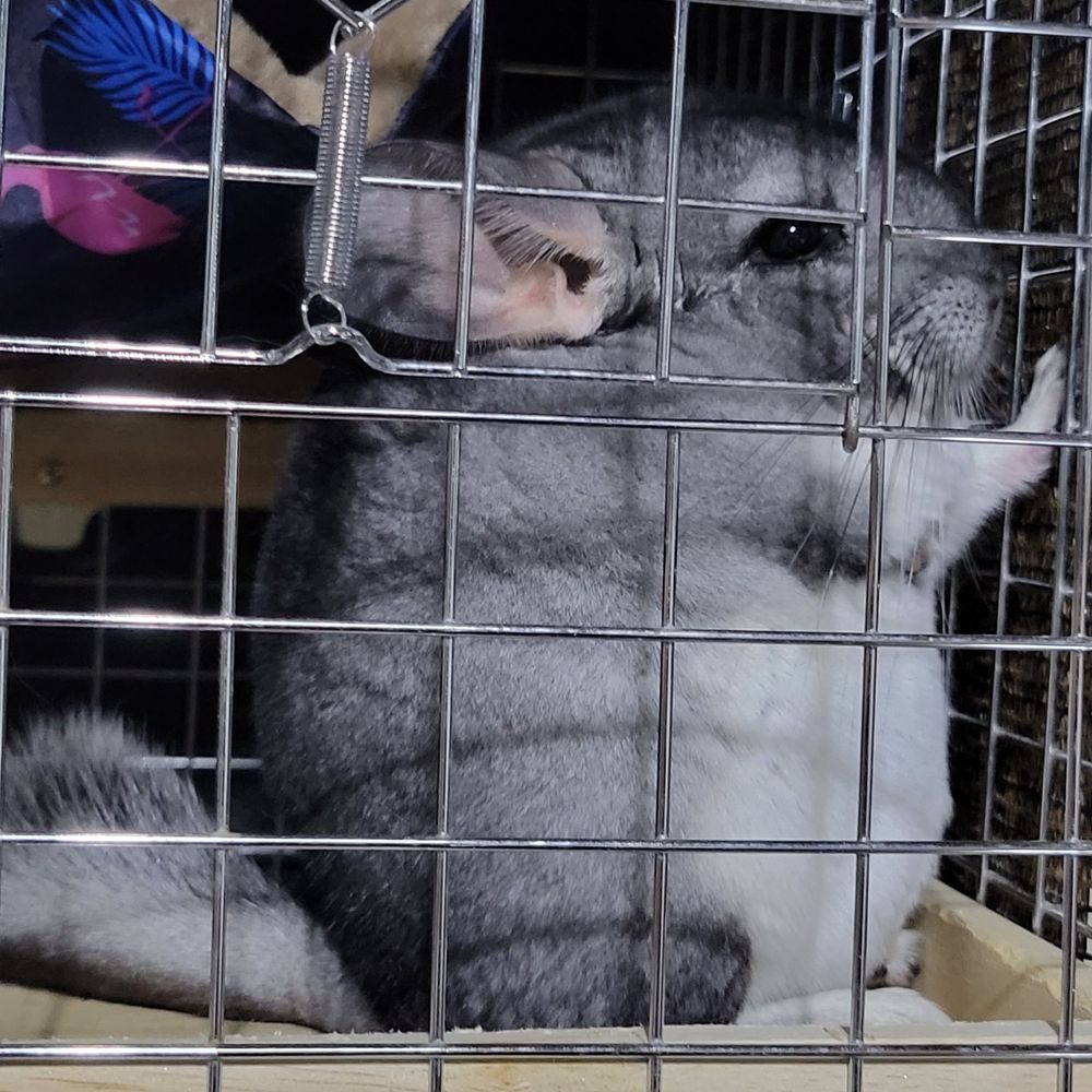 ふれっど