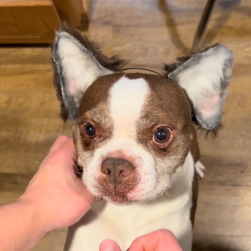 Pawcraftedworks