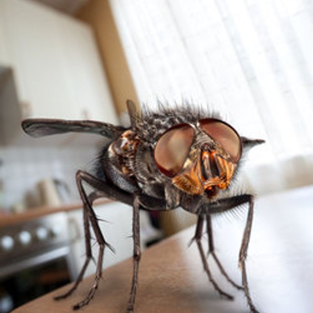 commonfly