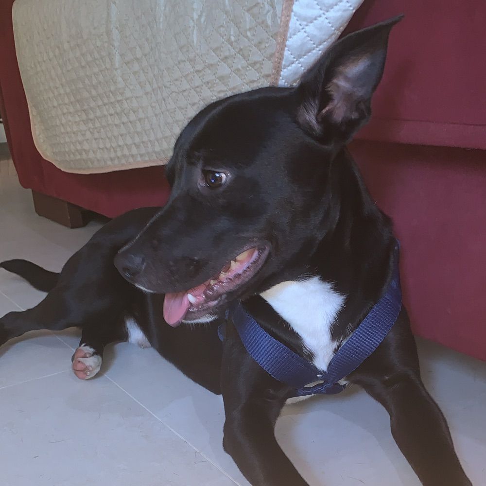 Oscar the Dog