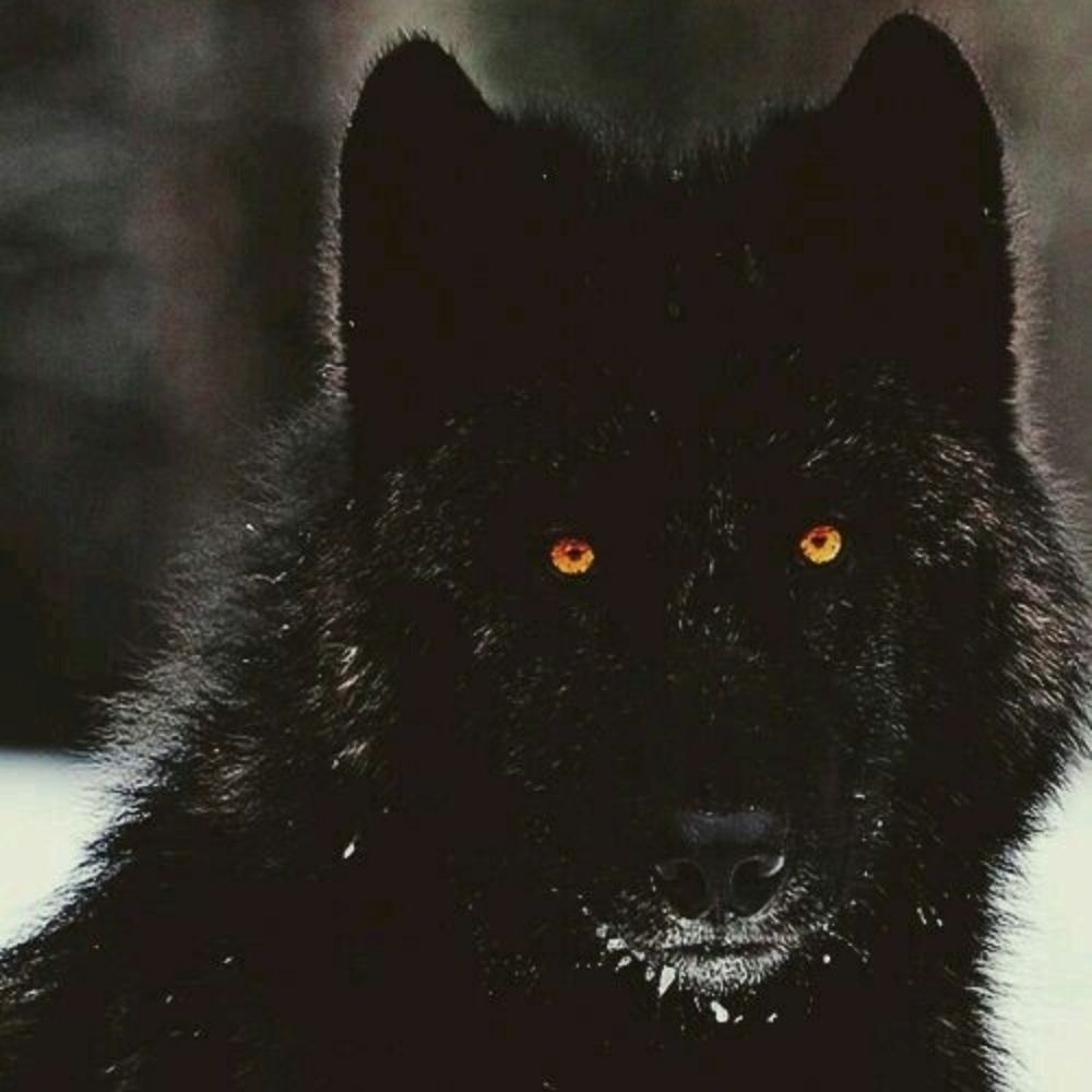 Wolfgar