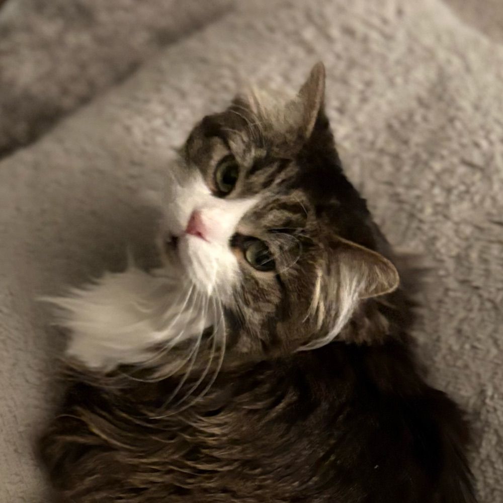 LilyApplePie