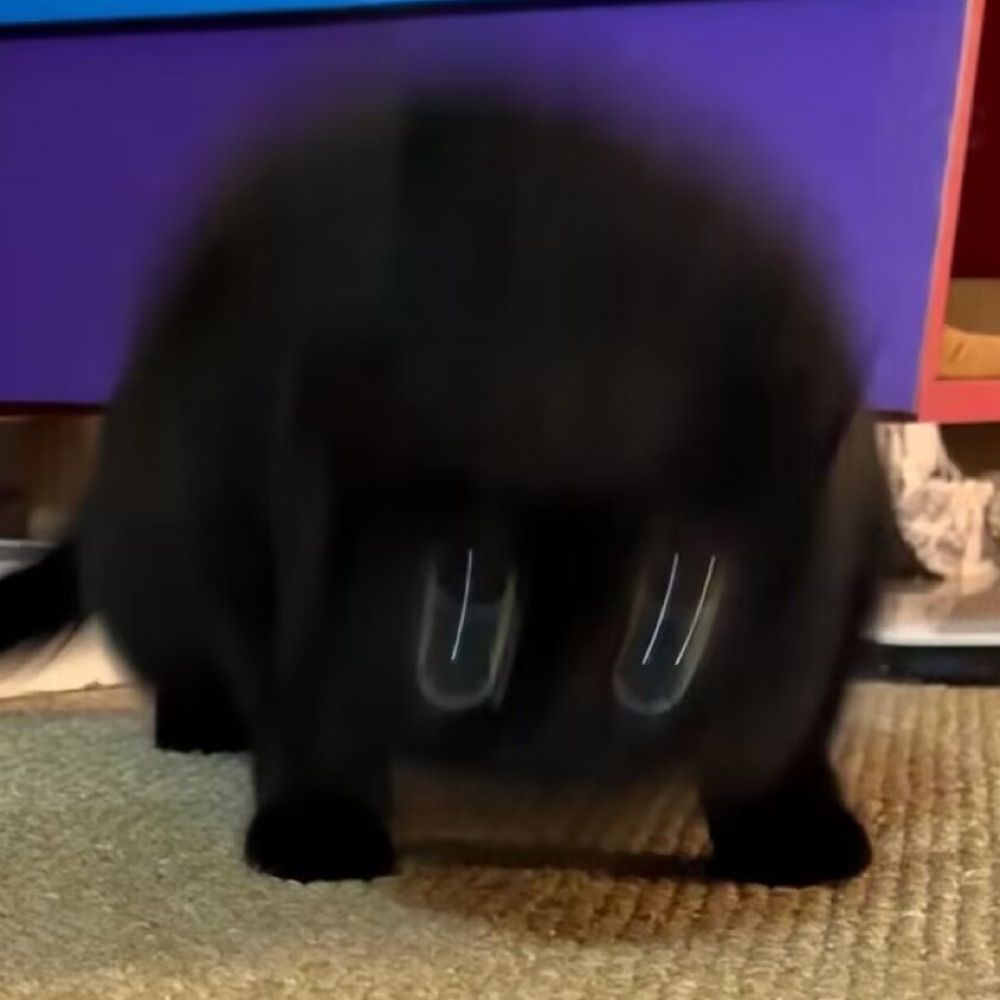猫猫猫猫猫