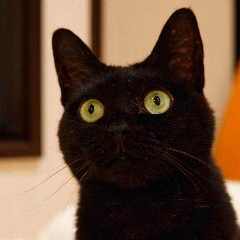 ねねこ