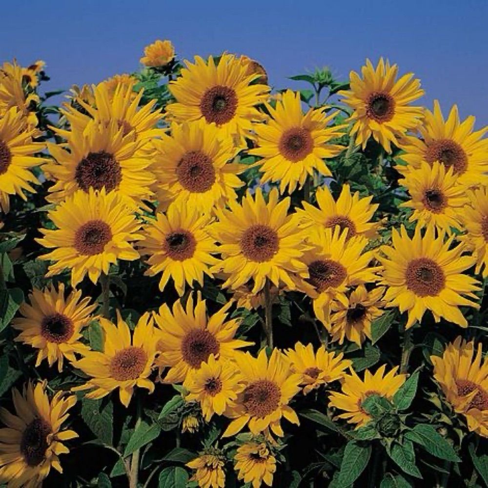 Plaudius Plants