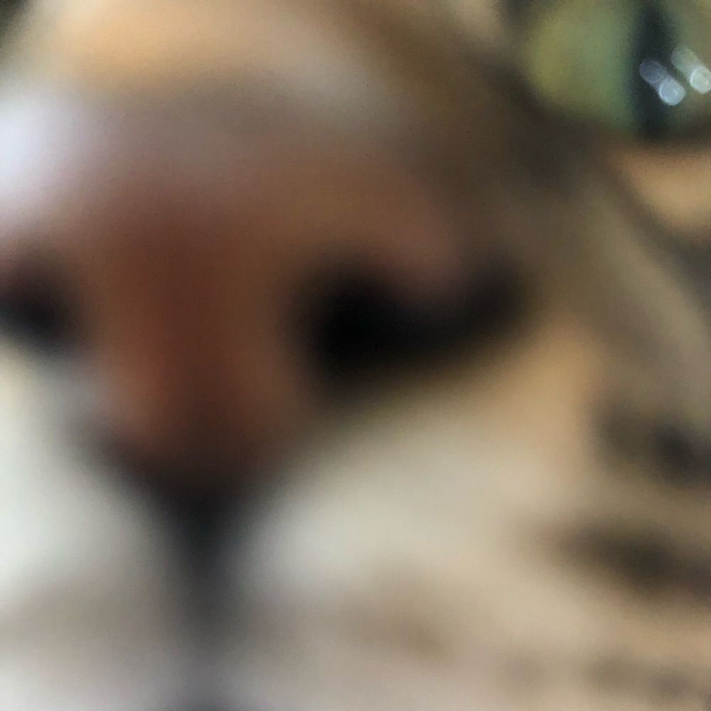 Skimcat