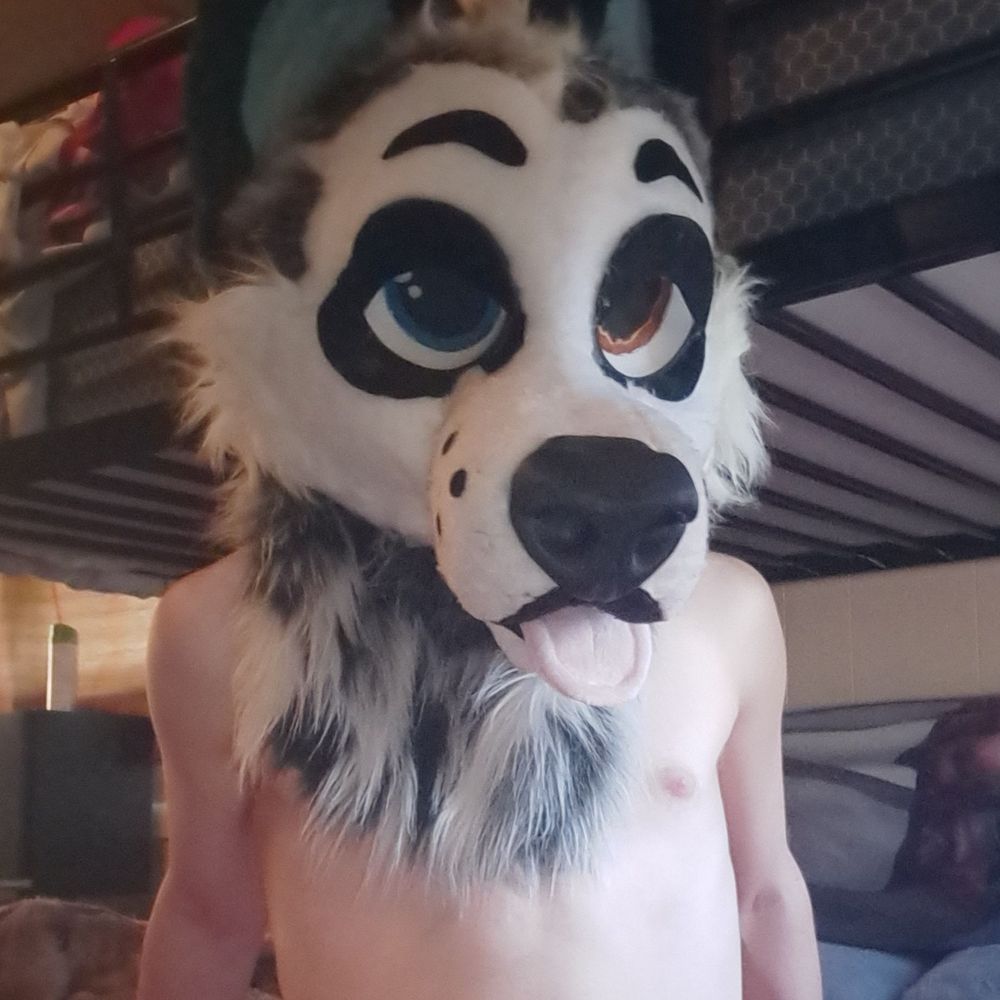 Auggieshep