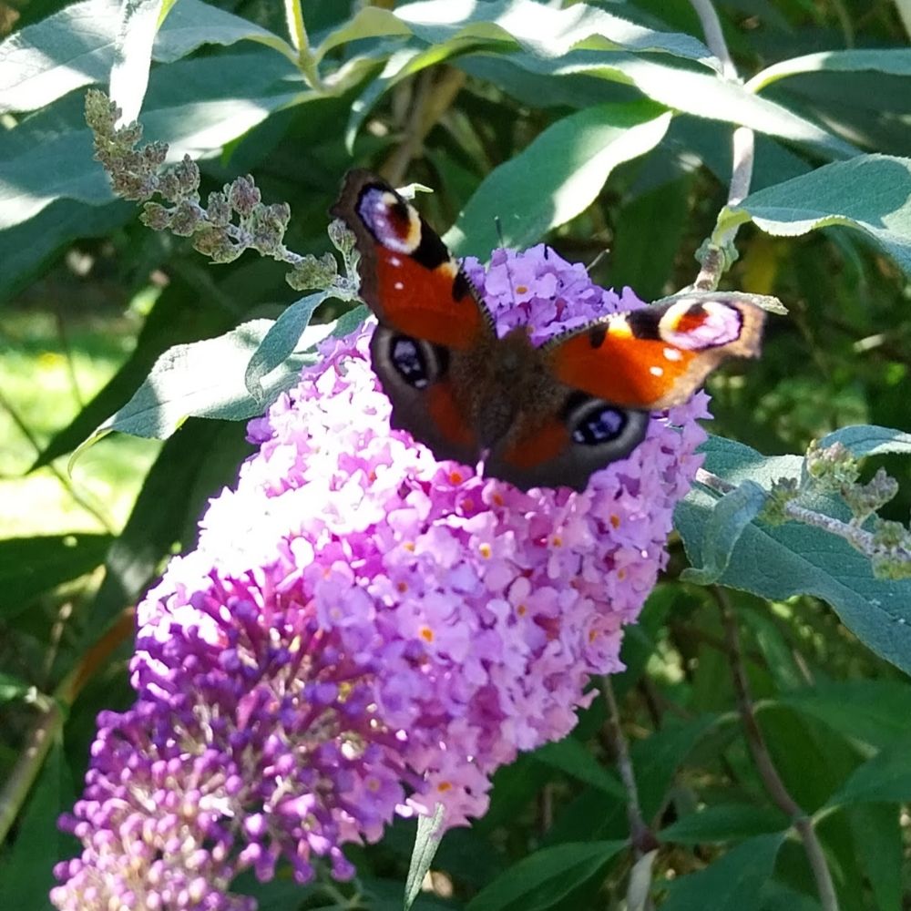 Efecto Mariposa