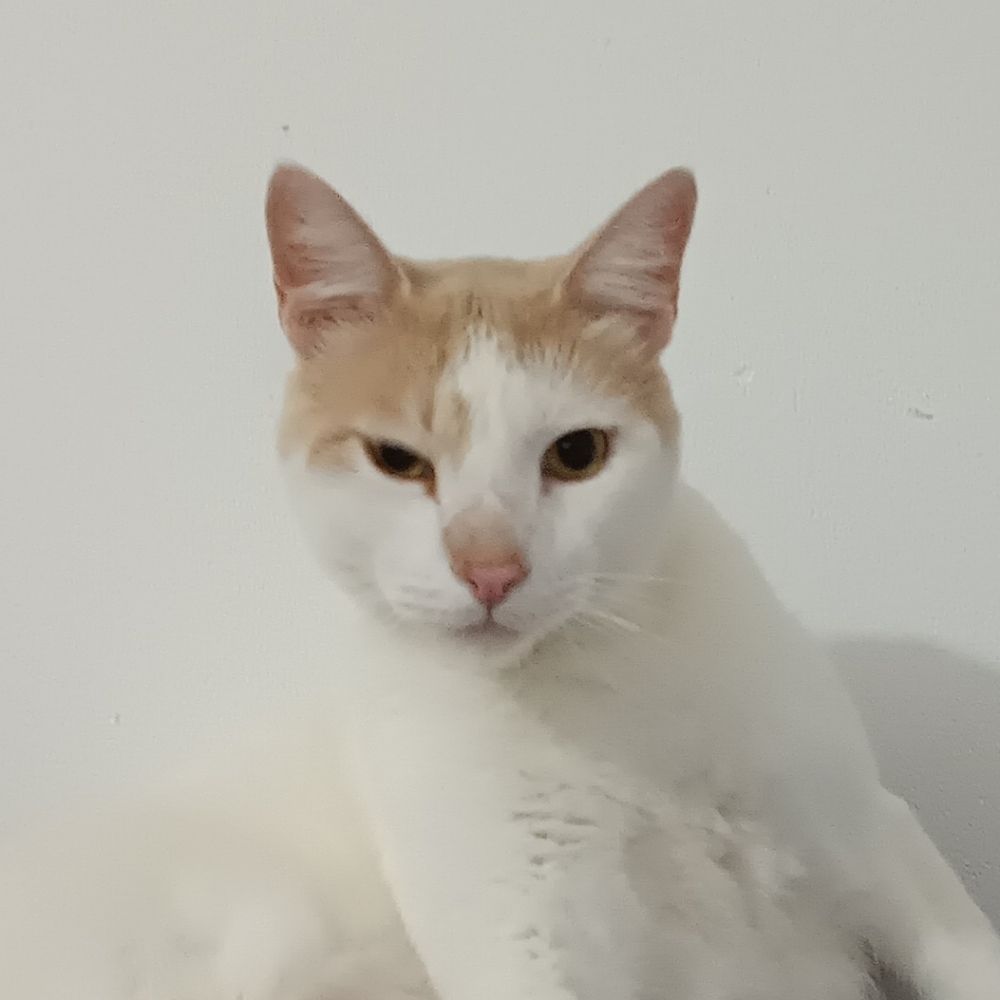 Kiko