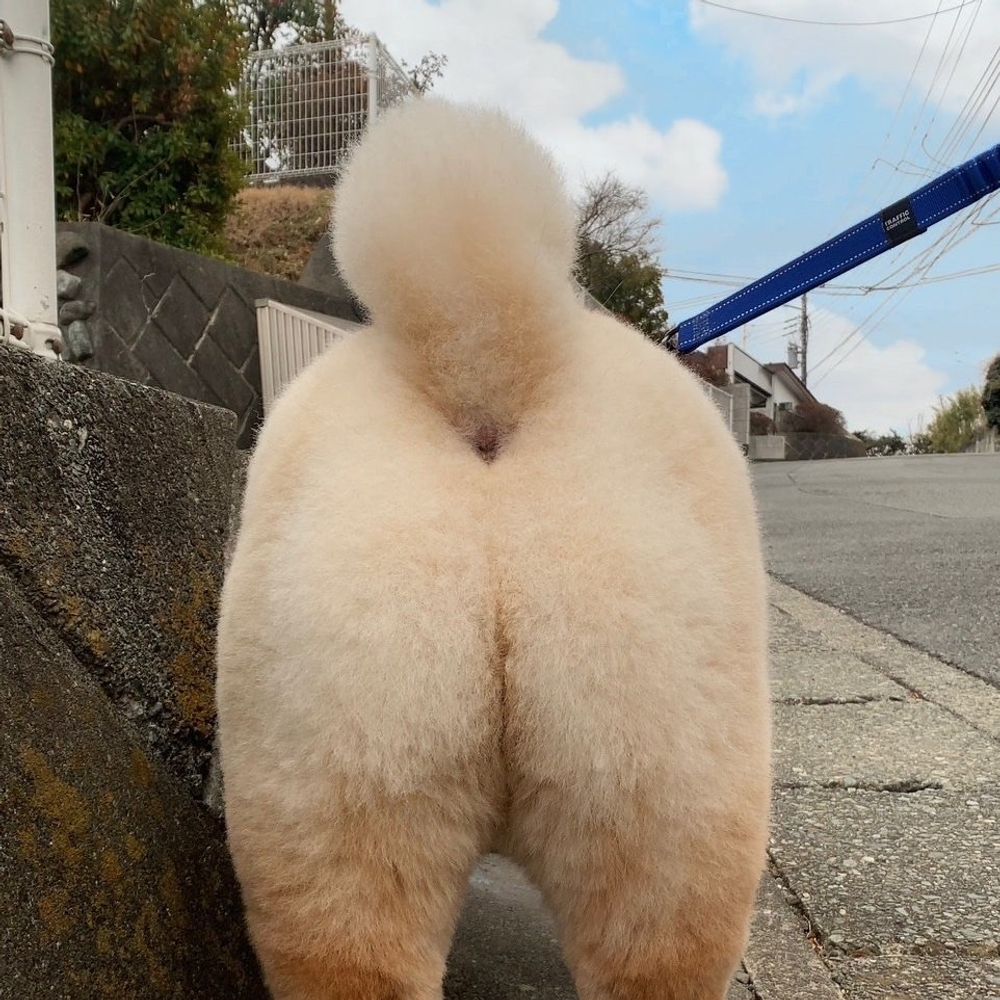 바사기