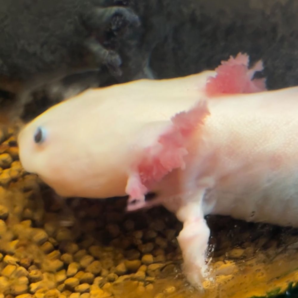 うぱー