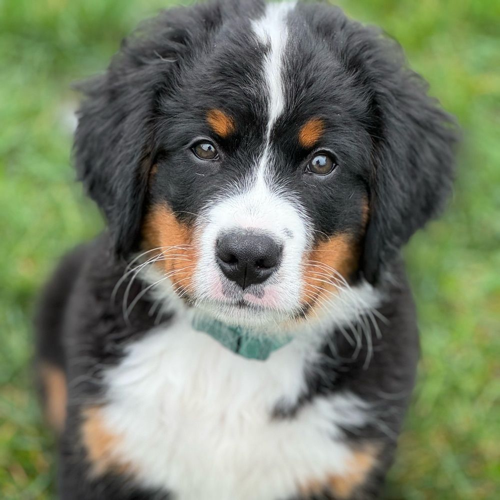 Pickle The Mountain Dog