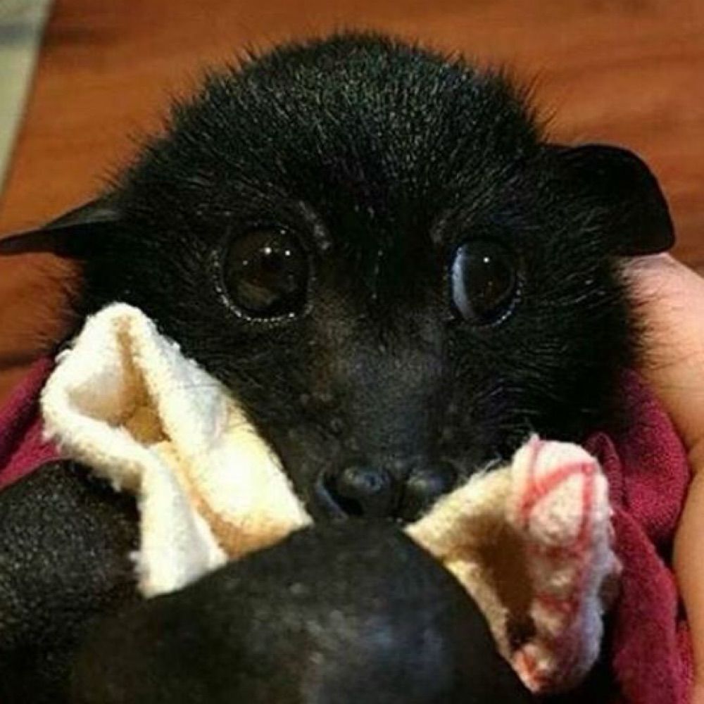 Baby Bat 🦇