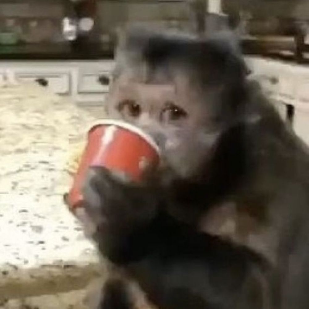 Funky Munkey