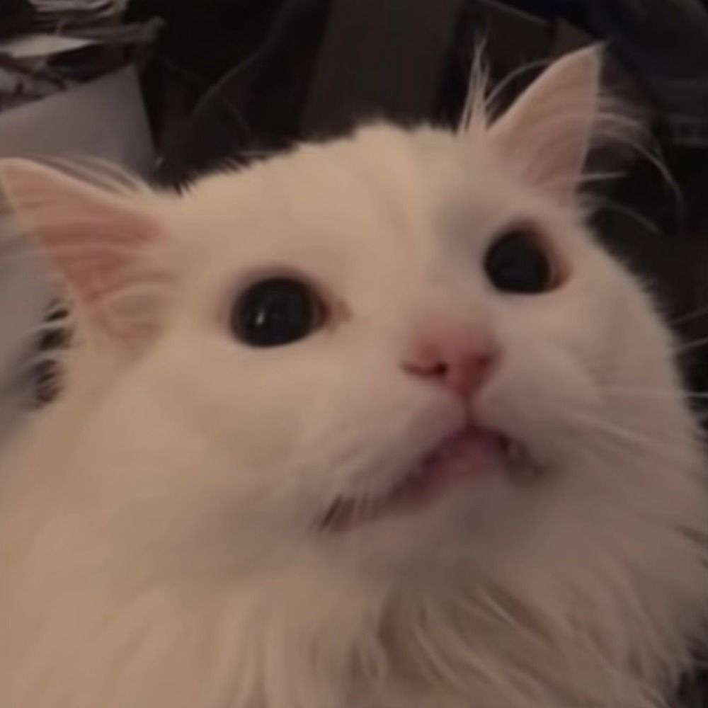 Fennec