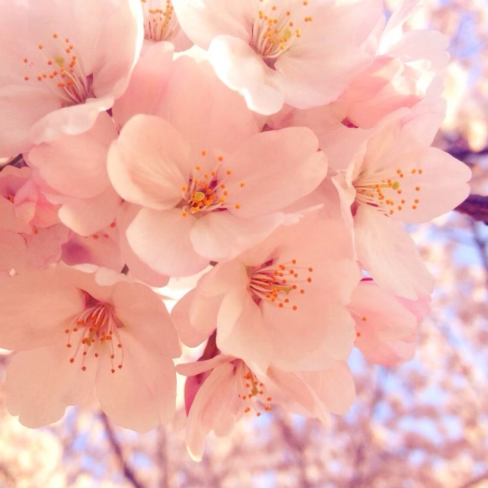 那桜