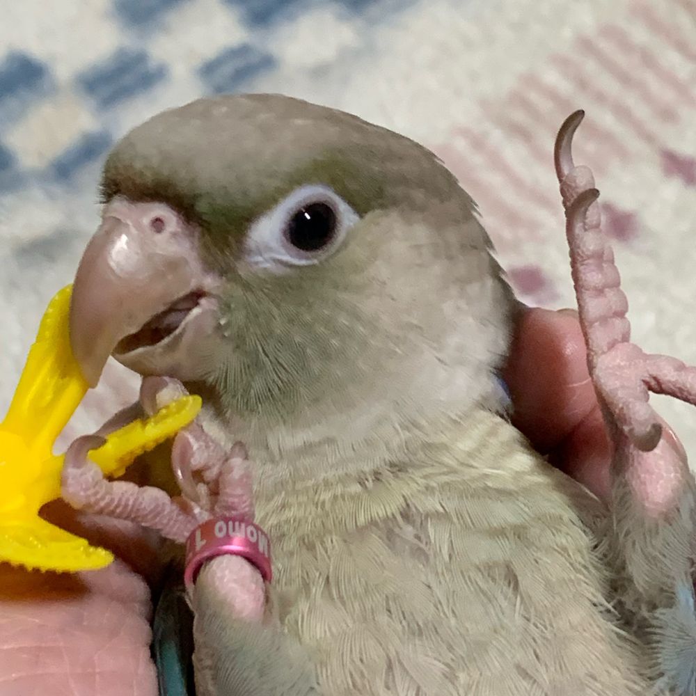 チャッキー