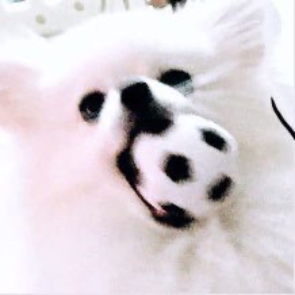 ゴンザレス白