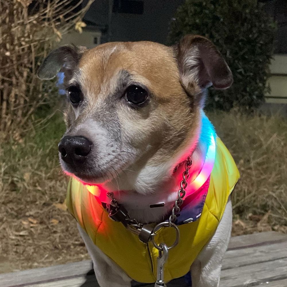 ぷぷ🎶🐾