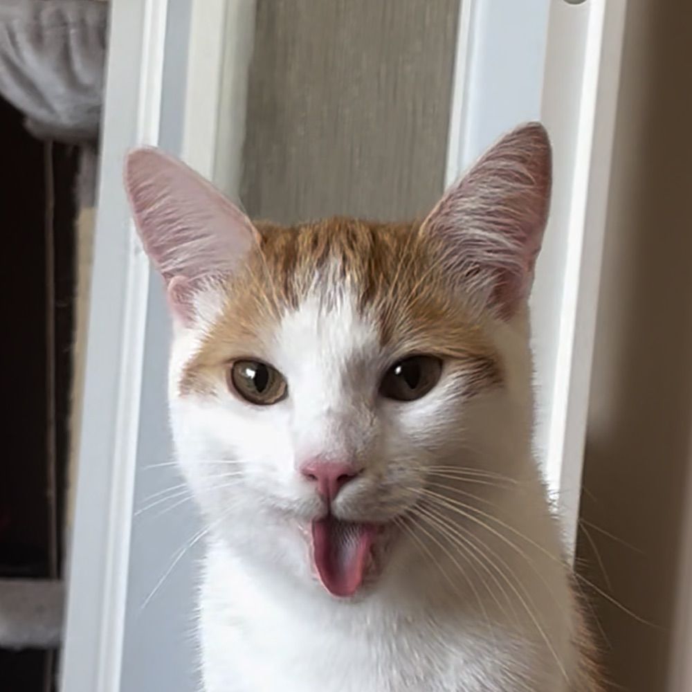 Sunny the Orange Cat
