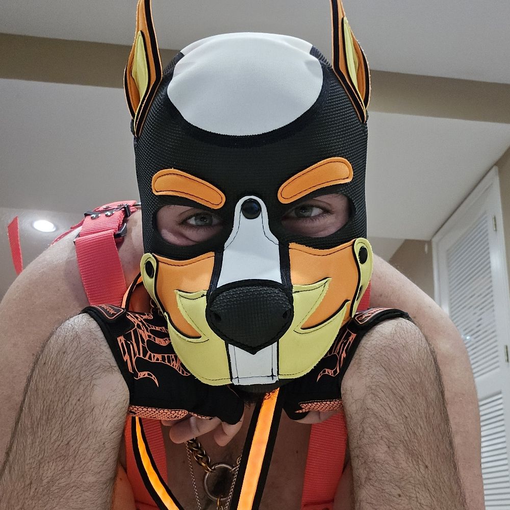 Pup Roxas :3