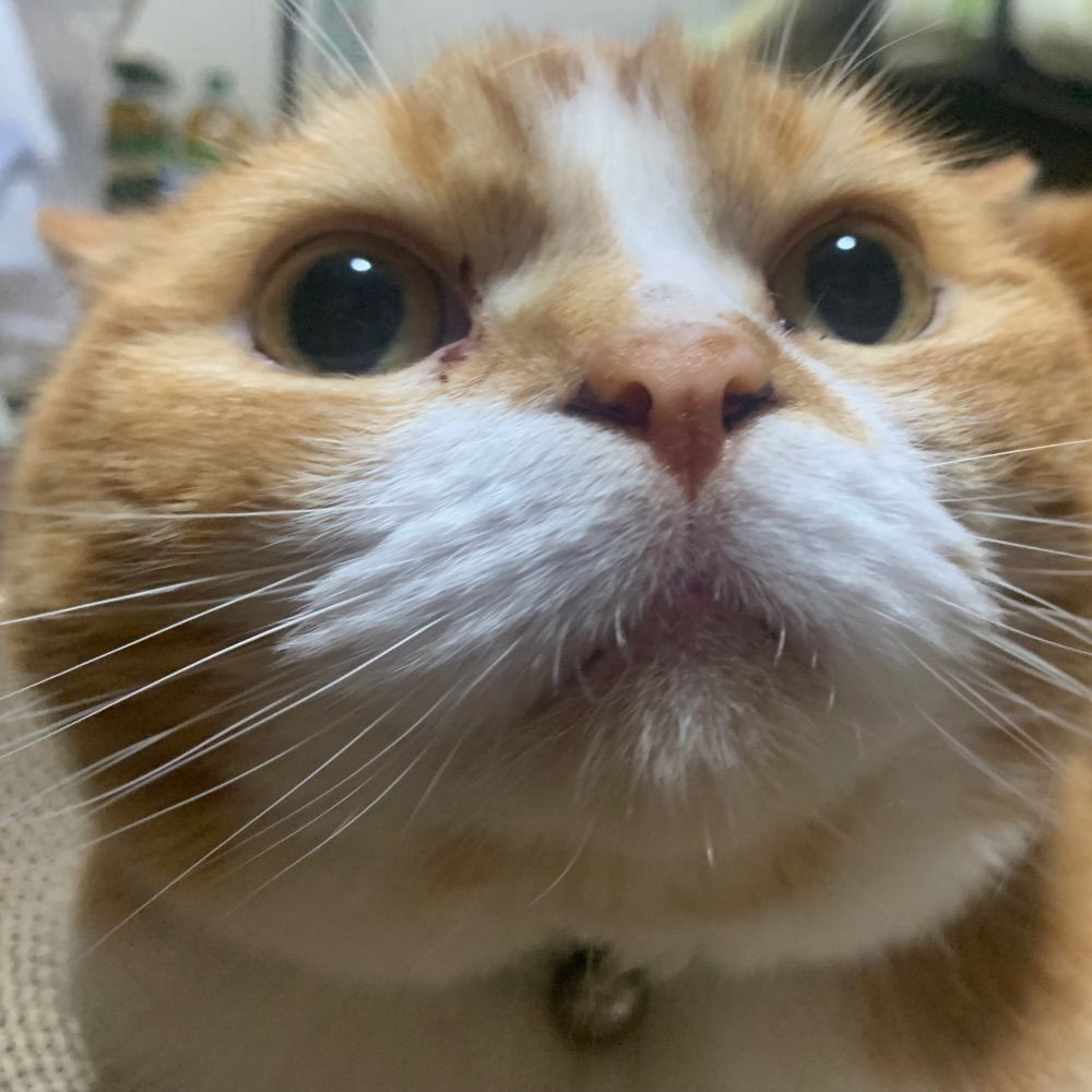 ろま