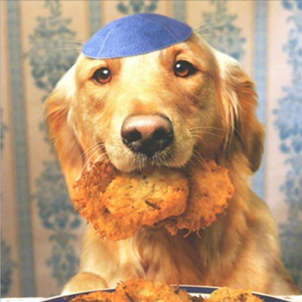 Hamantaschen Dog's avatar