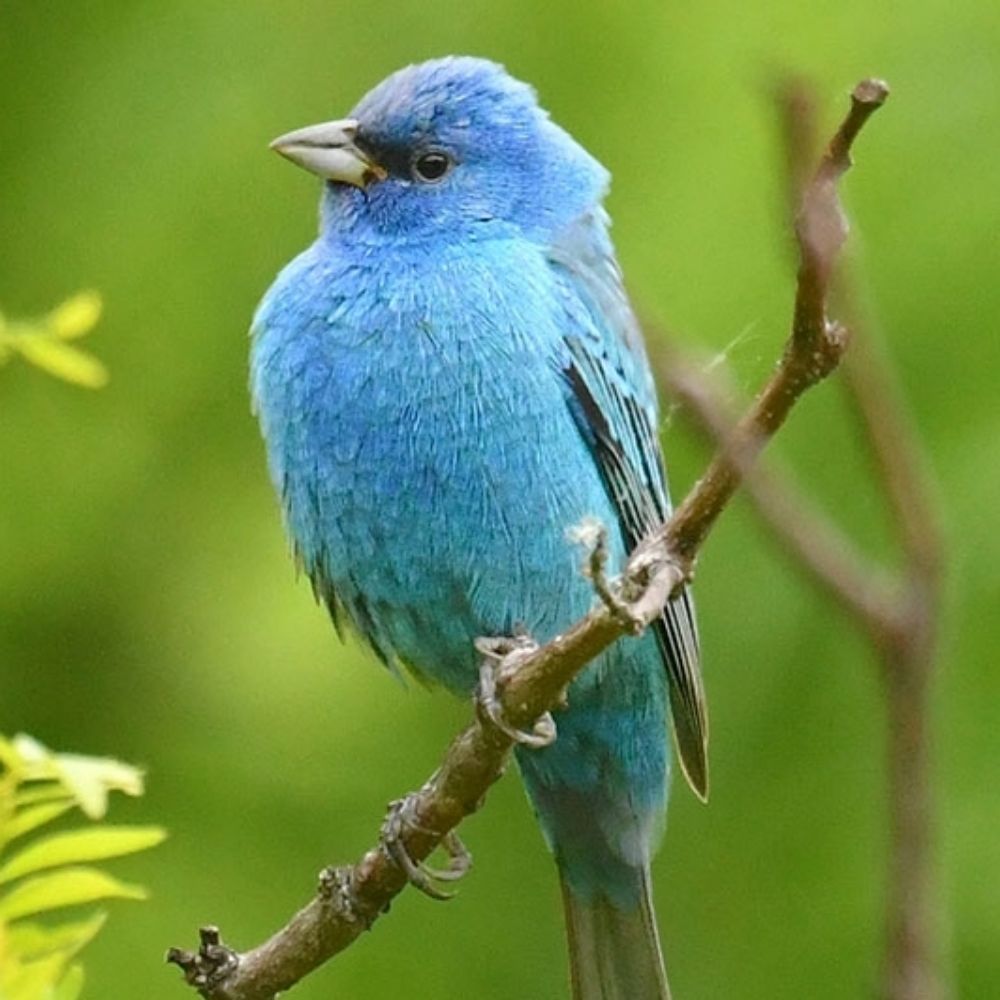 P-BLUE