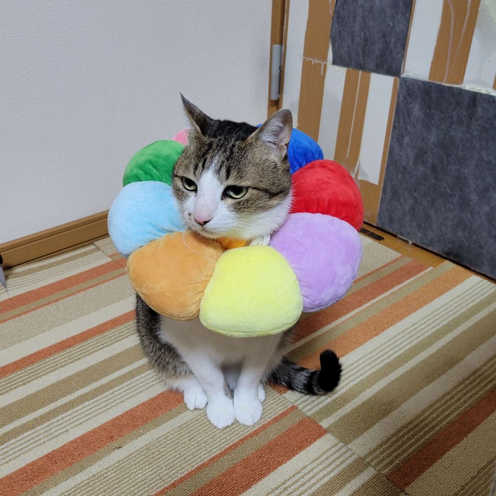 おねぃやん