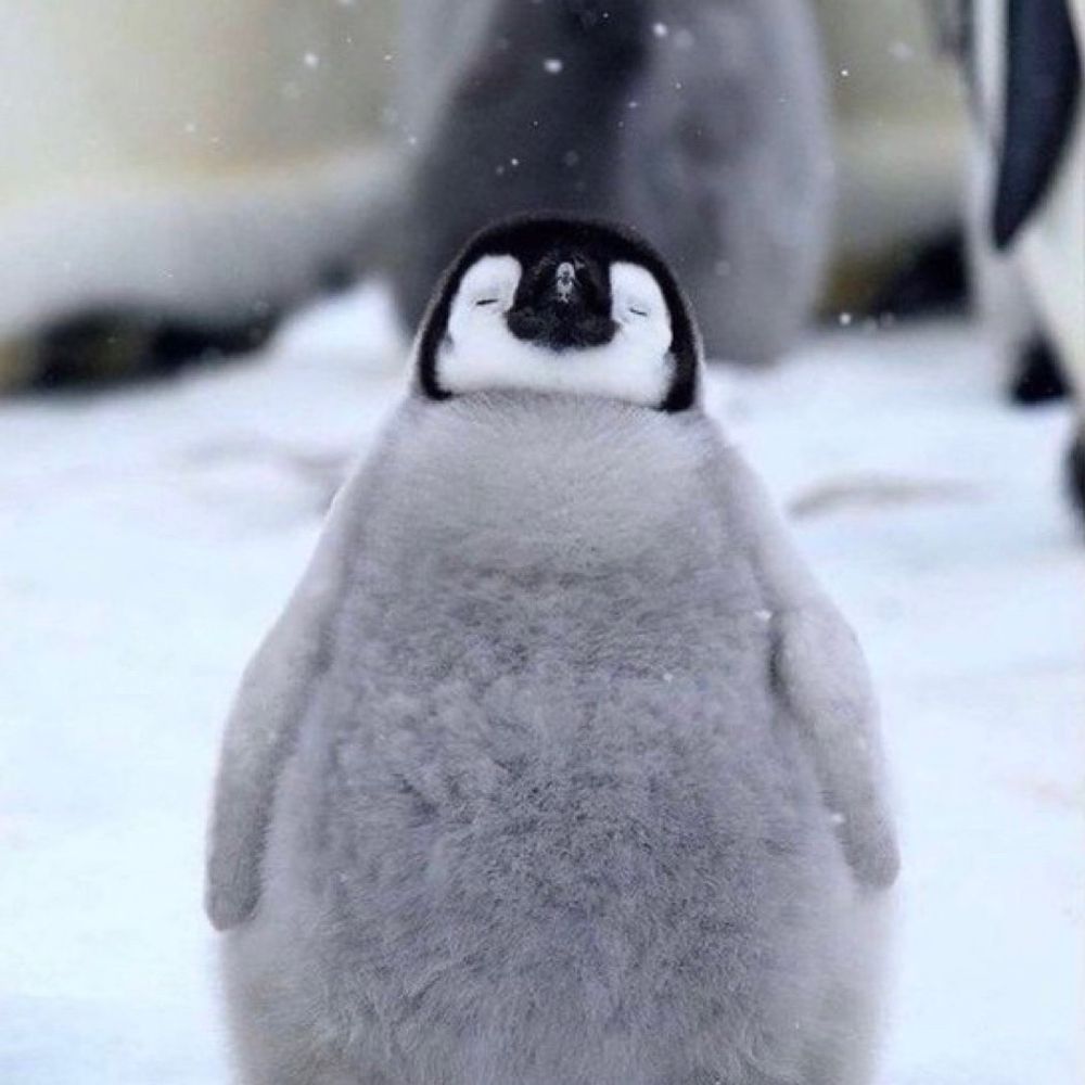こしょらさん
