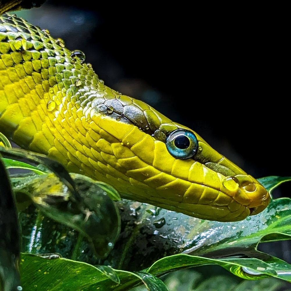 BreezExotics