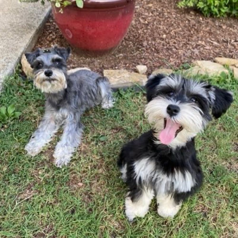 Sadie and Stella Schnauzer 🐾