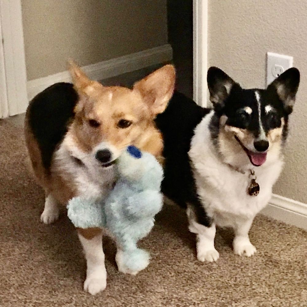 Corgi Mom
