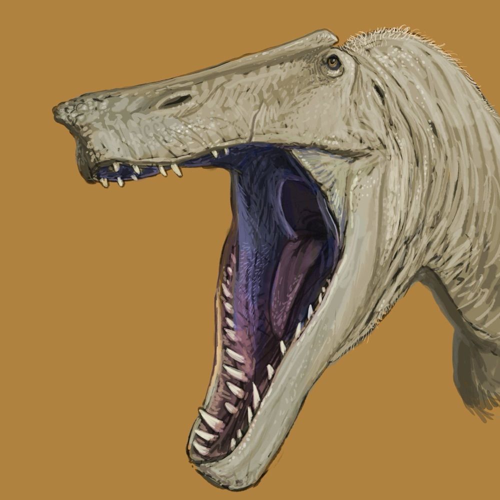 IRRITATOR (certified Paleontology nerd)