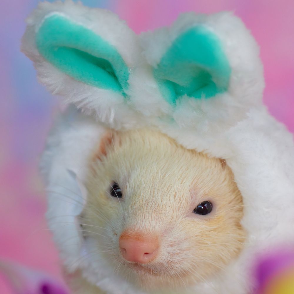 Paul the Ferret Guy