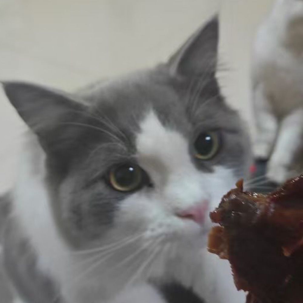 善良小猫猫