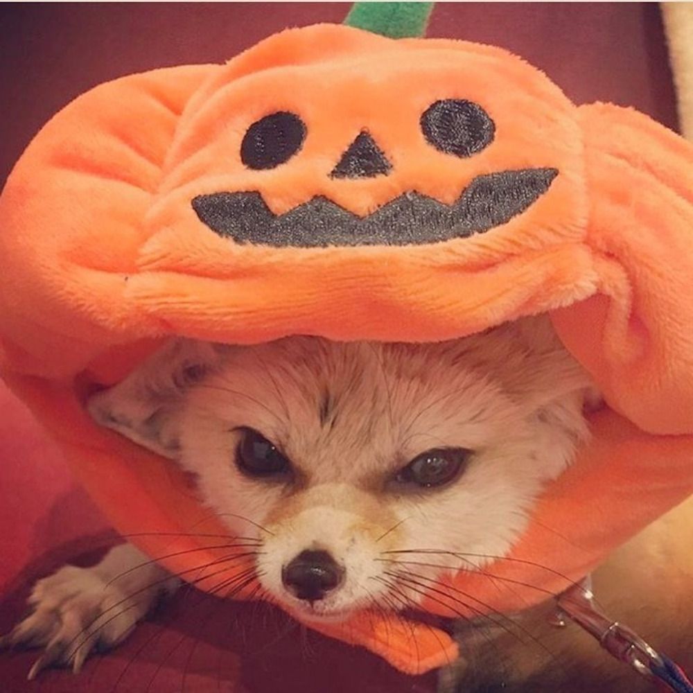 mochi
