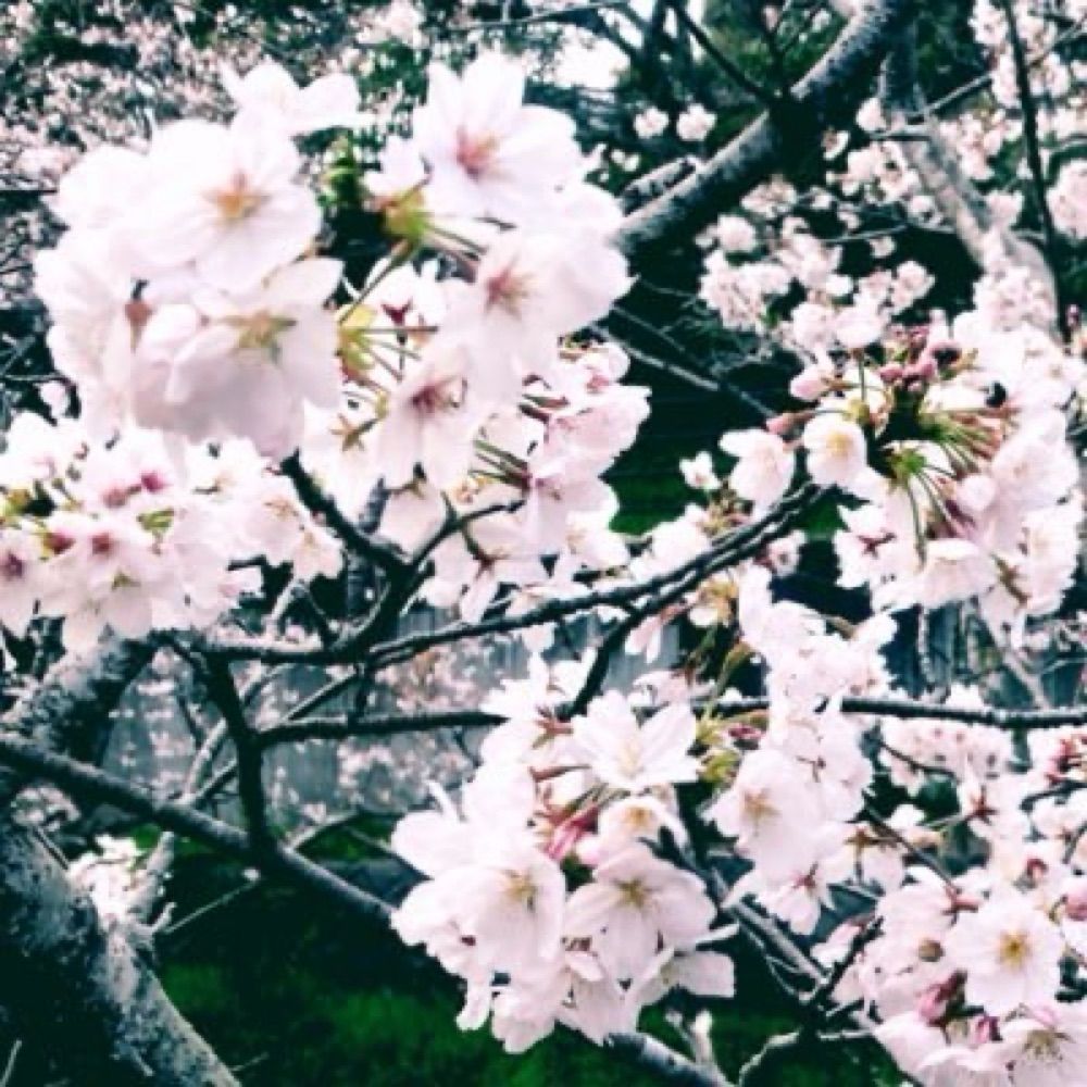 花柳七三