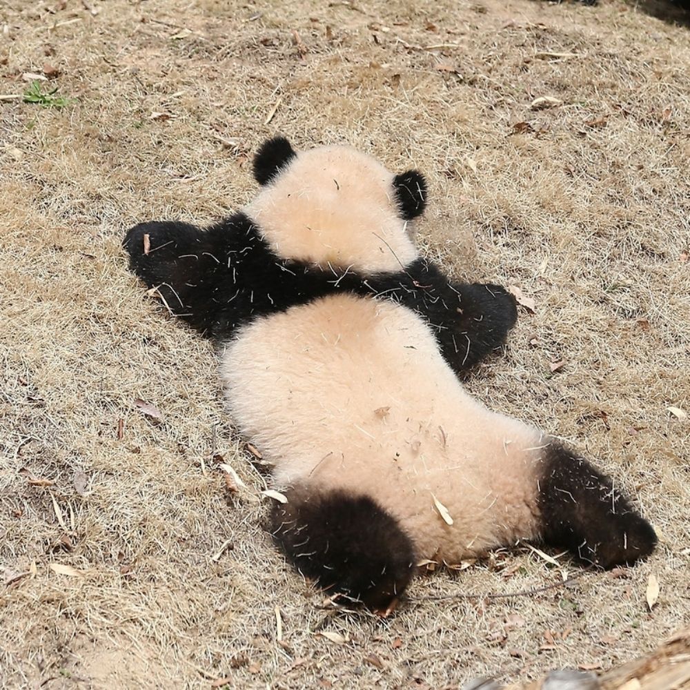 오리
