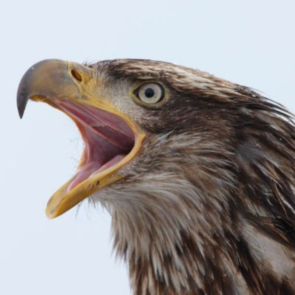 ᴊᴜᴀɴ ɢ. 🦅